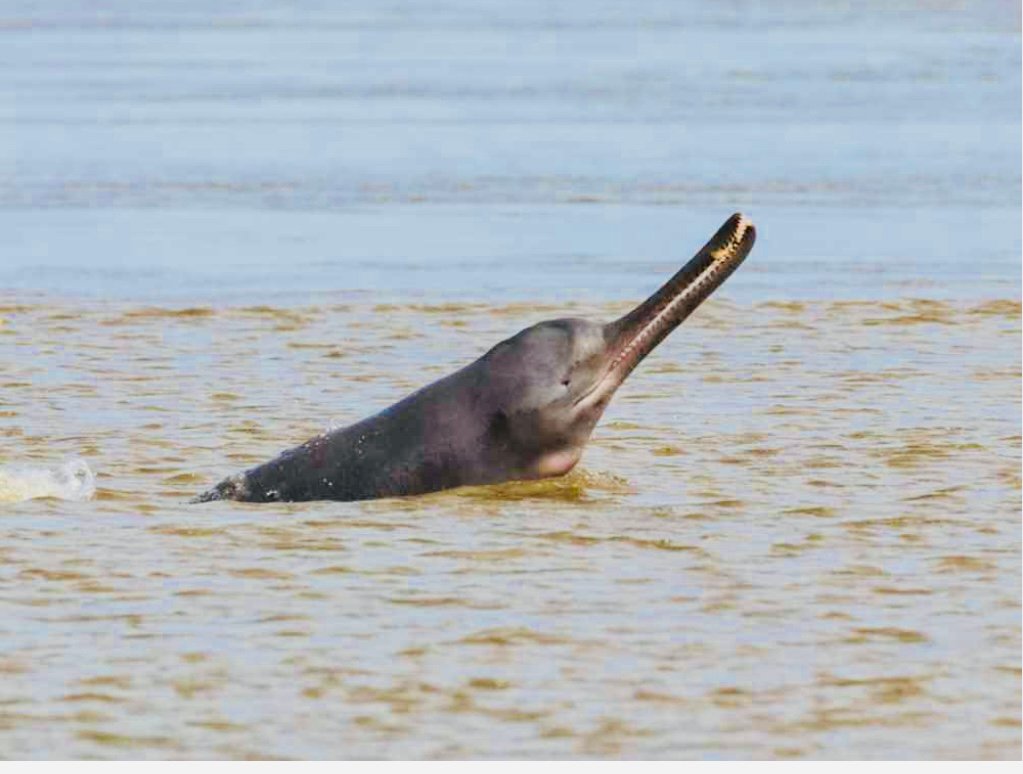 Dolphin मछली